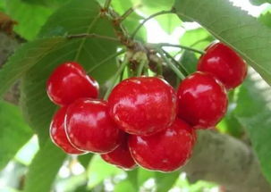 烟台某育苗基地的杀手锏