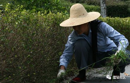 地径10公分黄杨：成长之路