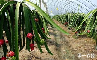 火龙果种植需要哪些土壤、气候条件