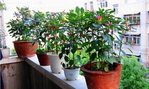 蝴蝶兰瓶苗的长大与开花时光