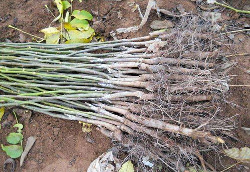 三、核桃树：丰产期长，收益稳定