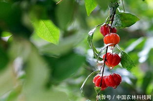 红果仔：怎么吃才嫩美味又营养？