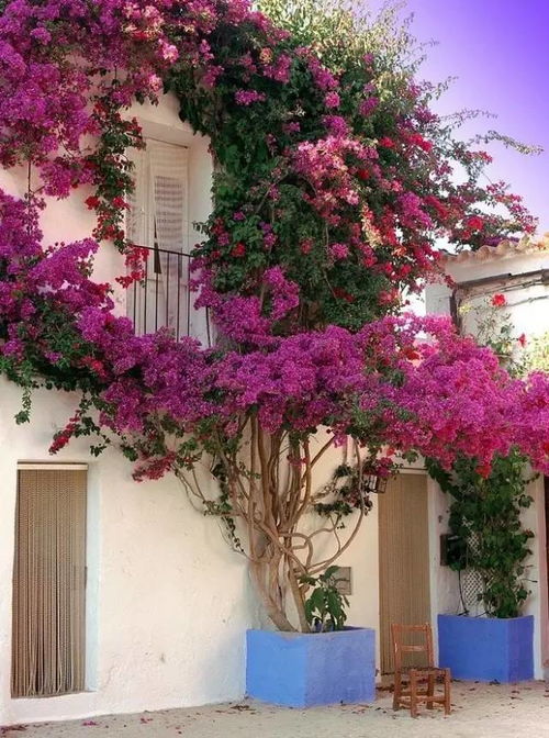 三、 湖北庭院适合种植的花树