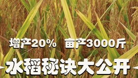 谭涛黄瓜致富经：揭秘黄瓜种植的财富密码