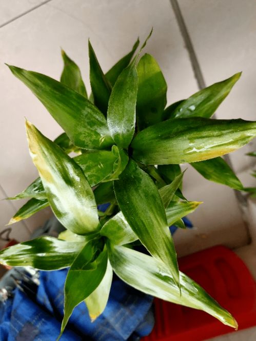 水培栀子花黄叶，是缺肥还是水质问题