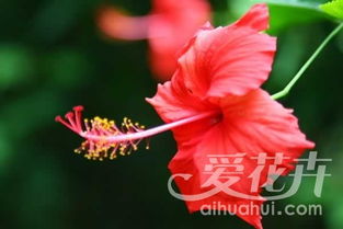 扶桑叶生长，为何总是成对出现