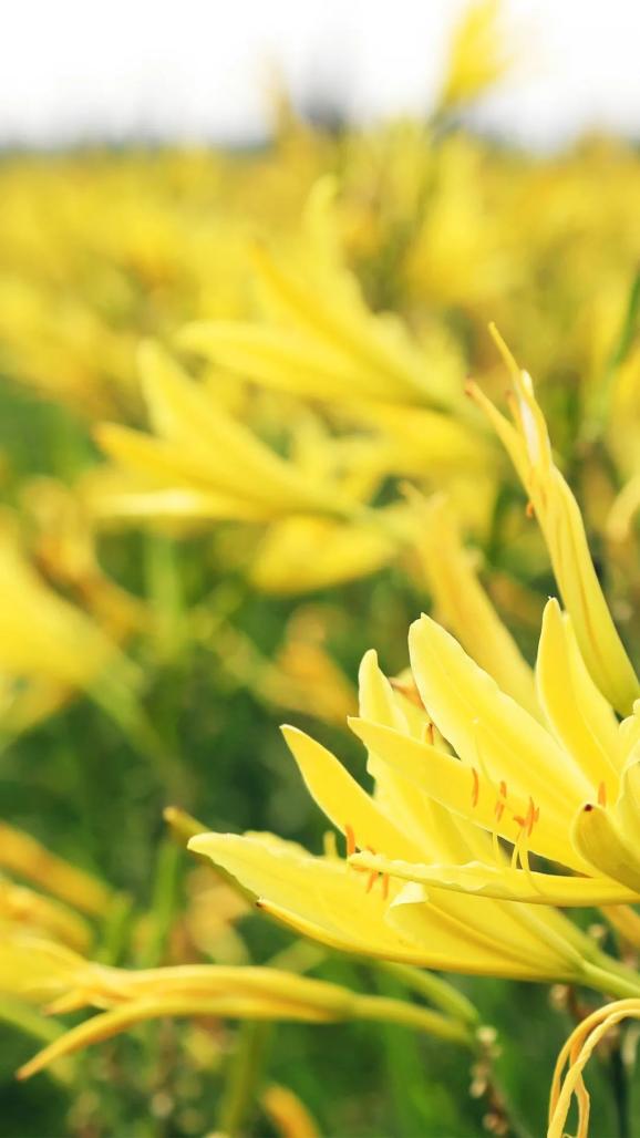 盖锅要适时避免褪色发黄