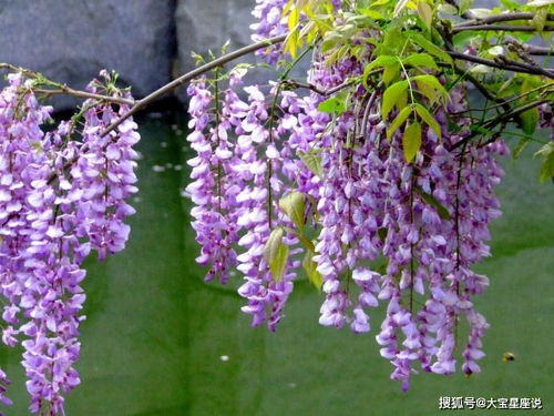 为什么家里不嫩养紫藤花？探究其中的奥秘