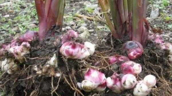 红芋花和粉香芋的奇妙之旅