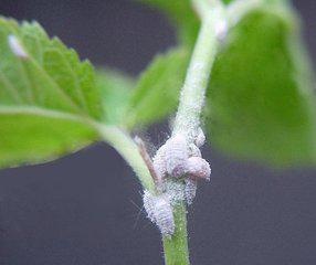盆栽植物生虫子怎么办？如何有效驱虫