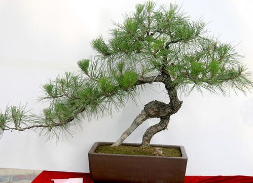 树桩盆景侧枝如何修剪才能快速变粗