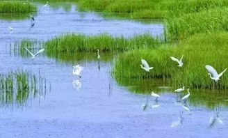 选草有三宝：须根、分蘖、覆盖快