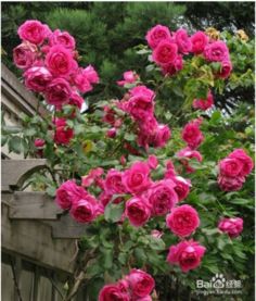 月季花，花中宝库的秘密