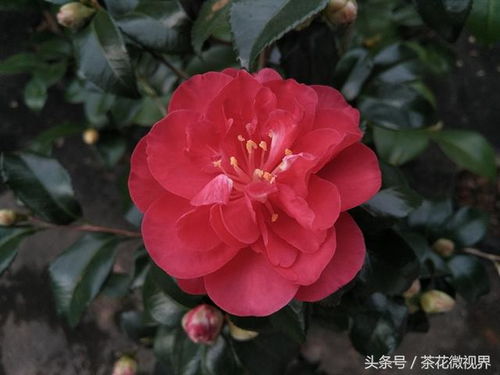 山茶花品种繁多，你知道都有哪些吗
