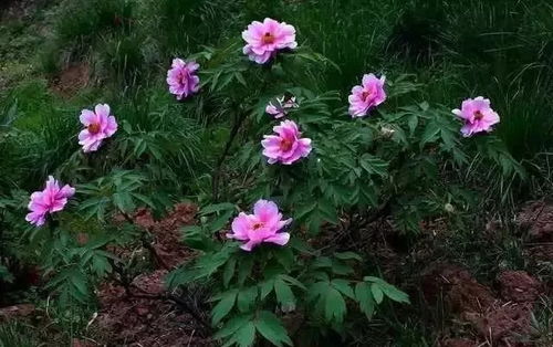 夏天毛鹃的考验时刻