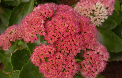 快速覆盖：可临时加密到40盆