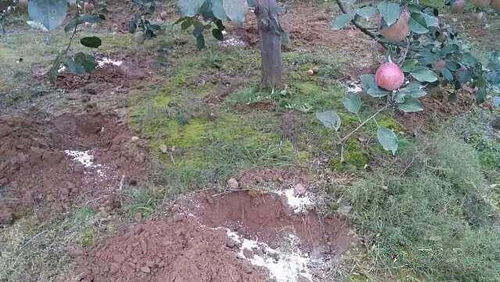 初果树的黄金时期