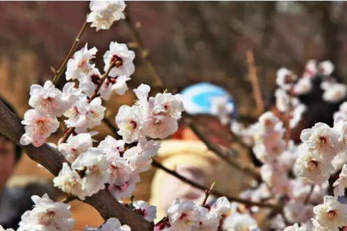 梅花冬季种植，如何选择适宜品种