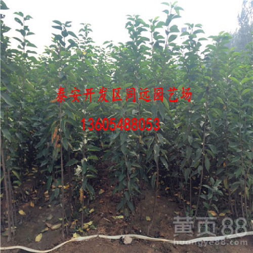 防治方法大揭秘