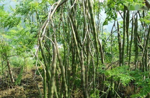 皂荚树种植：采种和种子处理