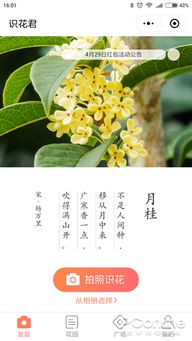 识花君小程序