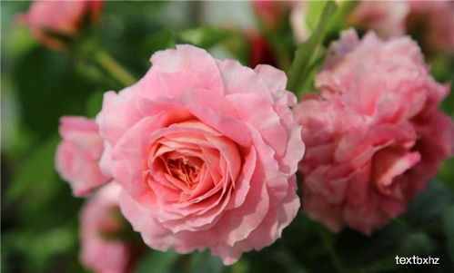 月季施肥不对，白费了？可Neng是施肥方法不对或肥料选择不当！