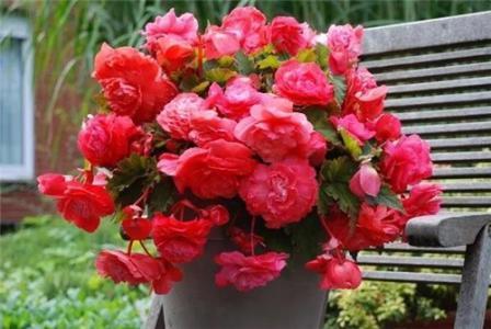 花毛茛养护指南：掌握适宜温度与浇水技巧，助力畜牧养殖高效管理