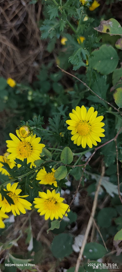 金黄花卉的养护秘籍， 揭开夏日花海的秘密