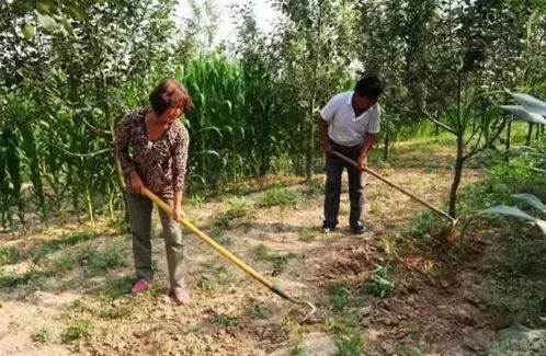 除草剂的影响和对策