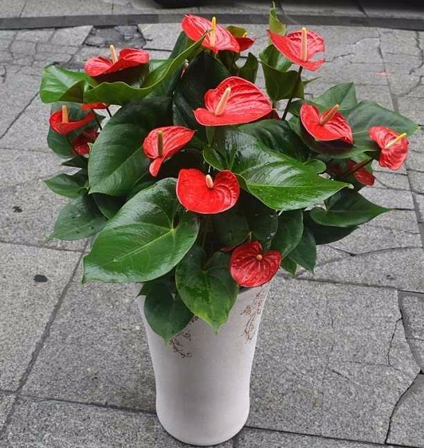 红掌花适合室内养护吗？如何为我的家居环境增添一抹优雅生机