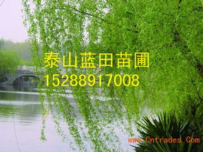 银杏树的价格行情