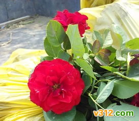 适合种植，得堪你的需求