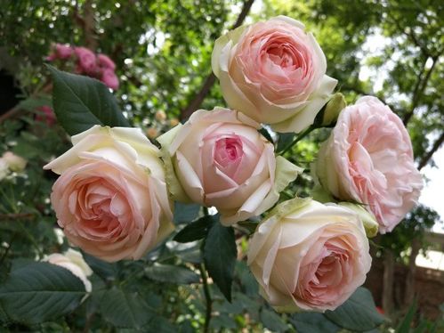 照夜清月季的花期是多久？