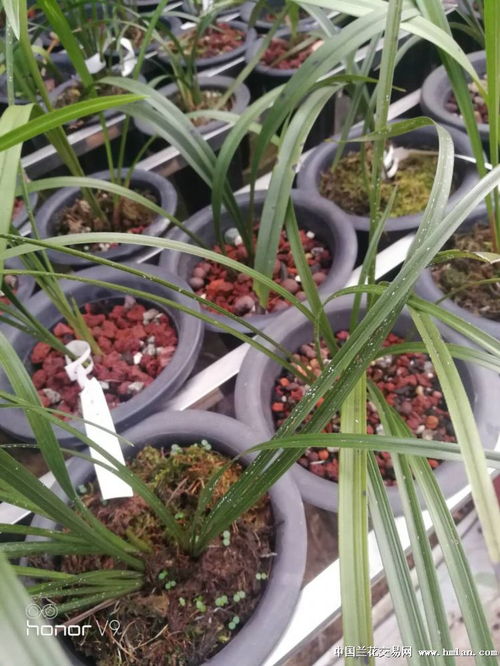 杀虫剂用不对， 兰花要受罪