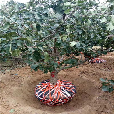 三公分山楂树苗，批发价格是多少？