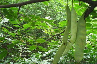 农村小伙种植十亩皂角树， 致富之路开启