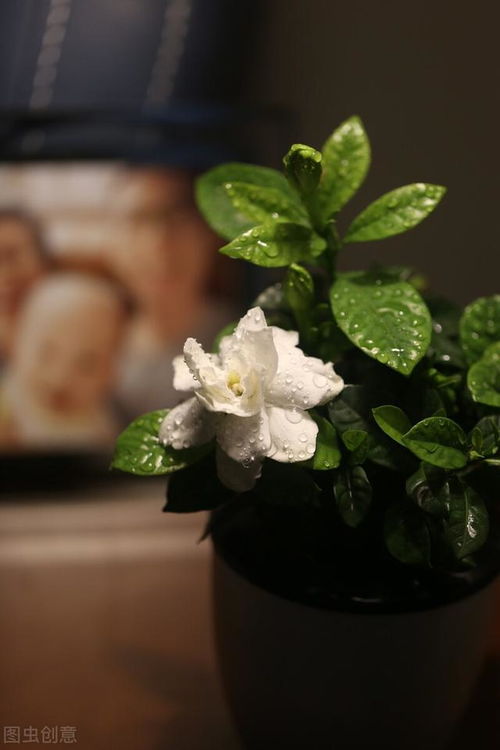 寻找那些神秘的睡眠花