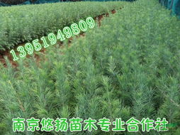 南京雪松种植成本揭秘