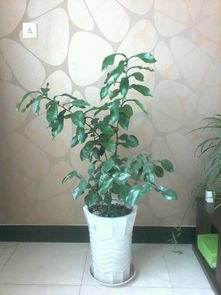 高深花盆种啥植物？爆款花卉推荐！