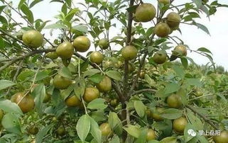 土壤酸碱度, 也是个讲究的讲究