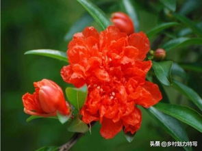 白石榴树一年开花几次？如何管理才能提高其开花次数和果实品质