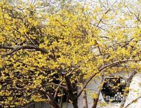 腊梅烂根了怎么办？有哪些补救措施可以挽救