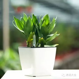 木炭水：水质清澈时间延长3倍