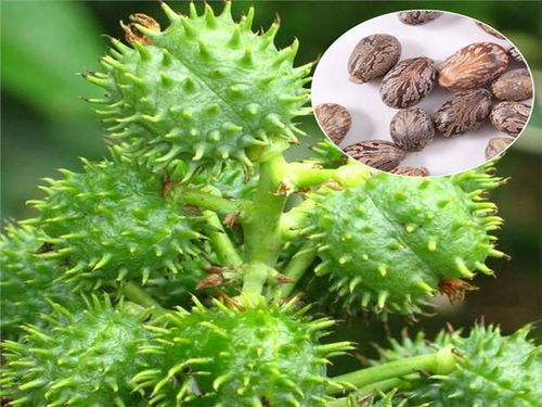 山东蓖麻子的播种时机