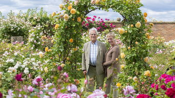 夏日炎炎， 月季花也疯狂——奥斯汀系列中的耐高温品种大盘点