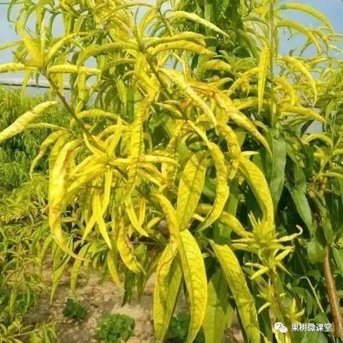 槟榔树下草丛茂盛，想问哪种除草剂效果佳？
