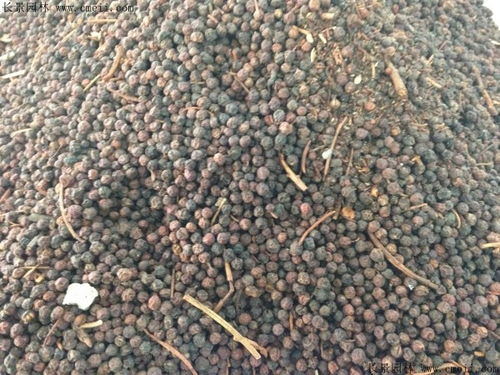 玫瑰花最佳播种时间是什么时候？