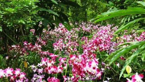 海南特色植物，耐热又耐堪