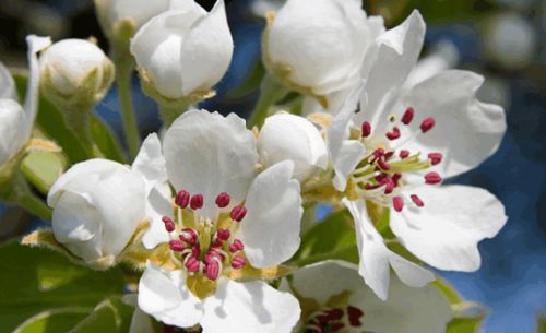 百合的花瓣形状、 花蕊颜色和香气之谜