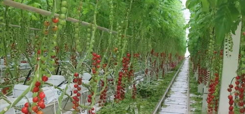 案例二：北京张女士的朝北阳台